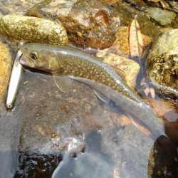 真夏のイワナ釣り